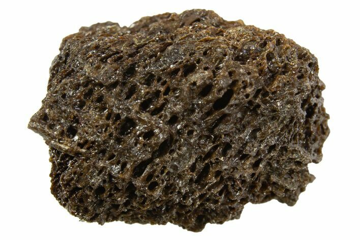 Fossil Tyrannosaur (T rex) Bone Section - Wyoming #313936